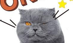 博士貓娛樂(lè)爆料是真的嗎,真相揭秘，是真是假？